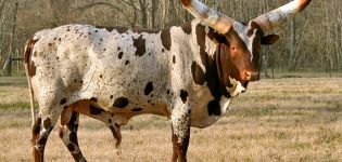 Description de 3 races de vaches africaines, soins et élevage de bovins