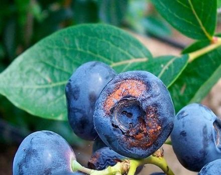 Pourquoi les myrtilles ne portent pas de fruits et que faire, raisons et solutions