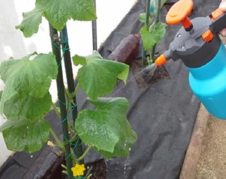 How to Prepare and Apply Chinese Cucumber Sprinkle Mix?