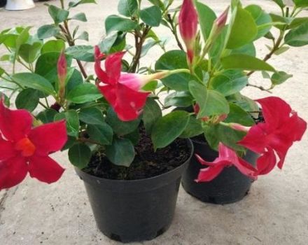 Pflege und Pflege der Diplopie zu Hause, Fortpflanzungsmethoden