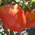 Beschreibung der neuen Tomatensorte Trans, ihrer Eigenschaften und ihres Ertrags