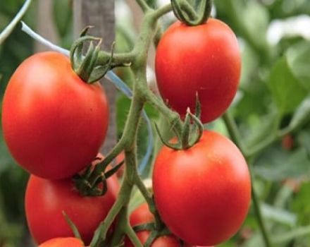 Produktivität mit Eigenschaften und Beschreibung der Tomatensorte Kostroma