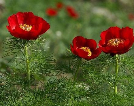 Description de la pivoine à feuilles minces, plantation et entretien en plein champ