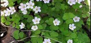 Die besten Möglichkeiten, um Säure in der Umgebung loszuwerden