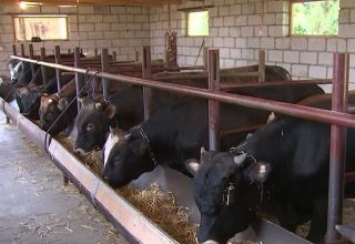 Types et schémas d'engraisseurs de bétail et comment le faire vous-même à la maison