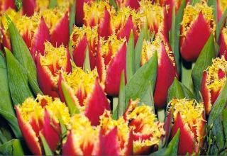 Description des variétés de tulipes doubles précoces et tardives, caractéristiques de plantation et d'entretien