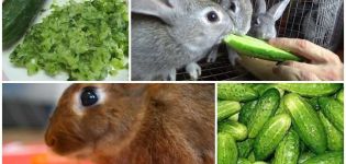 Est-il possible et comment donner correctement des concombres aux lapins, les avantages et les inconvénients d'un légume