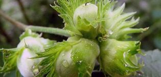 Beschreibung der Sorte der Haselnuss Kontorta, Pflanzung und Pflege