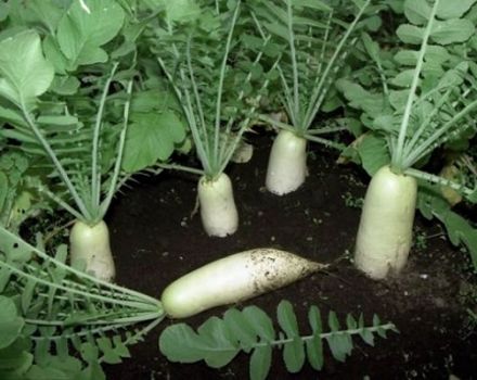 Bewertung der besten Daikon-Sorten für Freiland- und Winterlagerung