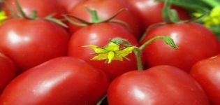 Beschreibung und Eigenschaften der Tomatensorte Honigcreme