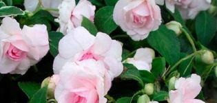 Beschreibung des Gartenbalsams und der Wachstumsregeln, wie man im Winter spart