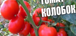 Description de la variété de tomate Kolobok, ses caractéristiques et son rendement