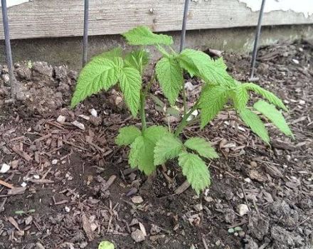Was kann auf der Baustelle nach Himbeeren und neben ihnen im nächsten Jahr gepflanzt werden