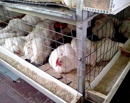 Comment construire un guide des tailles de poulailler à griller bricolage