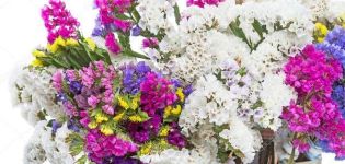 Description de 24 variétés et types de statice (kermek), plantation et entretien en plein champ