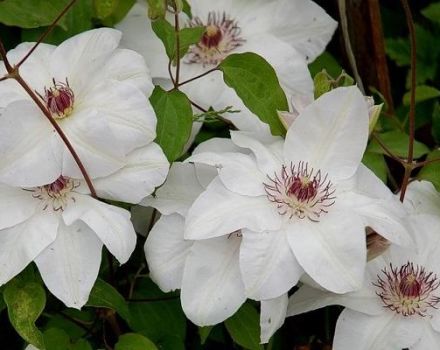 Beschreibung und Gruppe von Schnittclematis der Sorte Miss Bateman, Pflanzung und Pflege