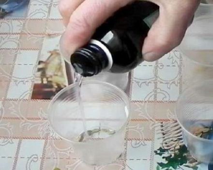 Est-il nécessaire de faire tremper les graines de concombre traitées avant la plantation et est-ce possible