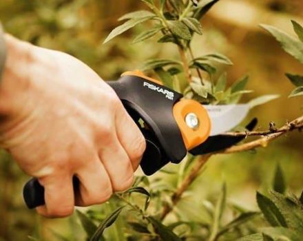 Comment tailler correctement l'argousier et un schéma de formation de la couronne pour les débutants