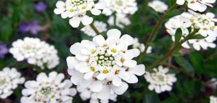 Iberis auf freiem Feld pflanzen und pflegen, eine Beschreibung der besten Sorten