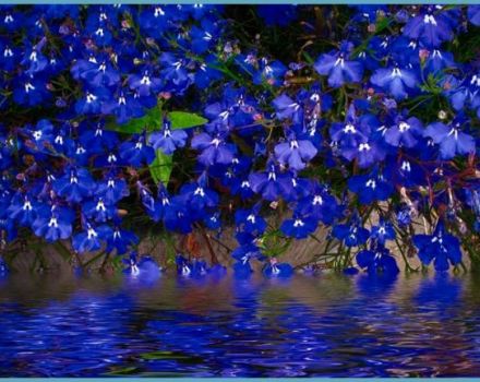 Description des variétés de lobélies vivaces, plantation et entretien en plein champ