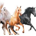 Les noms des couleurs existantes des chevaux, qui sont également la liste des couleurs
