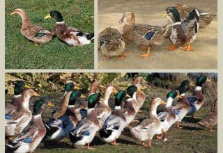 Description et caractéristiques des canards de la race Bashkir, avantages et inconvénients