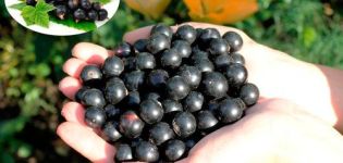 Beschreibung und Eigenschaften der Sorte Gulliver, Pflanzung und Pflege