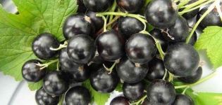 Caractéristiques et description des groseilles de Nara, plantation et entretien