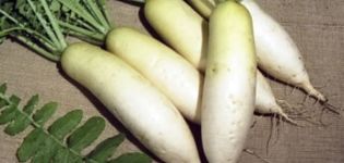 Beschreibung der Daikon Dubinushka-Sorte, Merkmale des Anbaus und der Pflege
