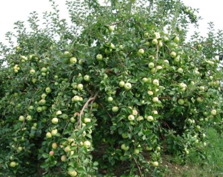 Dans quelles régions est-il préférable de cultiver un pommier de brousse de la variété Crumb, description et avis des jardiniers