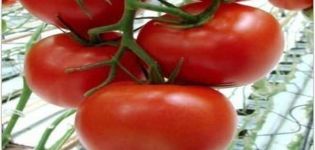 Characteristics of the tomato variety Melody F1 and its yield