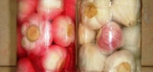 Rezept für das schrittweise Kochen von eingelegtem Knoblauch auf Georgisch für den Winter