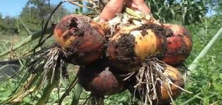 When and how onions are harvested in the northwest: recommendations for digging in different regions of Russia