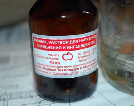 Wie man Karotten mit Ammoniak füttert und ist es möglich