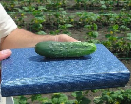 Description des meilleures variétés de concombres tardifs et de mi-saison pour plein champ