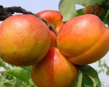 Description de la variété d'abricot Goldrich et caractéristiques de culture