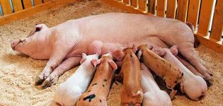 Wie man eine Sau nach dem Abferkeln zu Hause füttert, damit mehr Milch kommt