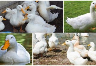 Description et caractéristiques des canards Cherry Valley, élevage et soins