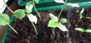 Description des maladies des semis de concombre, contrôle et traitement