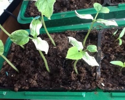 Description des maladies des semis de concombre, contrôle et traitement