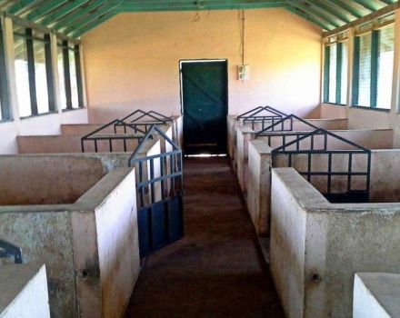 Schritt für Schritt Anleitung zum Bauen eines Schweinestalls mit eigenen Händen, Ansichten, Zeichnungen und Materialien