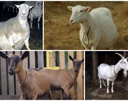 Die Ziege isst oder trinkt nicht und der Magen ist weich und es gibt keinen Kaugummi, was zu Hause zu tun ist