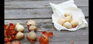 Comment et comment traiter les tulipes avant de les planter à l'automne et si cela doit être fait