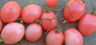 Description de la variété de tomate Tais et de ses caractéristiques