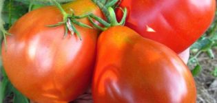 Caractéristiques et description de la variété de tomate truffe japonaise, ses variétés et son rendement