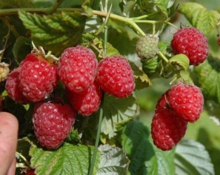Die besten Sorten von großen, süßen und remontanten Himbeeren für Sibirien mit einer Beschreibung