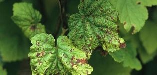 What to do if red spots appear on currant leaves, the best remedies to fight