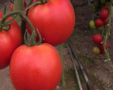 Caractéristiques de la variété de tomate Rally, son rendement