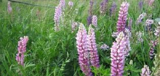 Features of growing lupine as a siderat and when it is better to sow it