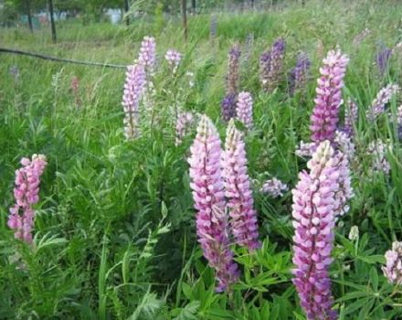 Merkmale des Anbaus von Lupine als Siderat und wann es besser ist, sie zu säen